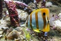 Ã¢â¬ËBeaked CoralfishÃ¢â¬â¢ the yellow tang